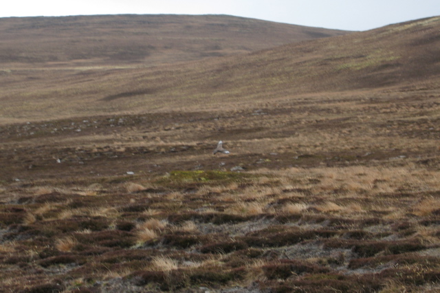 Skua-0605
