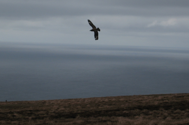Skua-0607