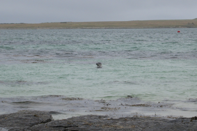 Seal-0623