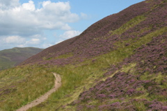 PathHeather-1112h