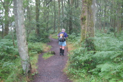 ForestWalk-1129h